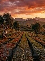 2002世界杯印号-2002世界杯印号，足球荣耀与传承的印记